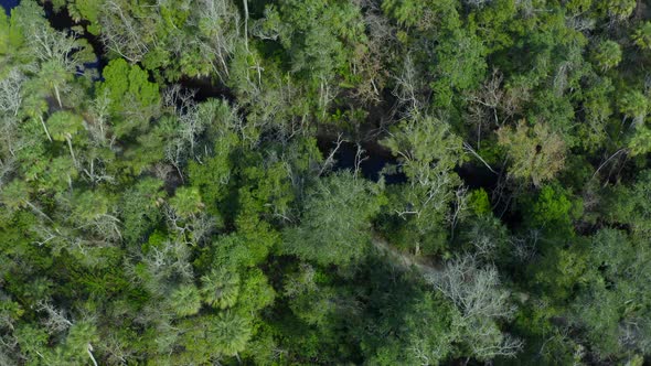 Top Down Rising Aerial Pan of River Flowing Between Dense Green Forest Trees