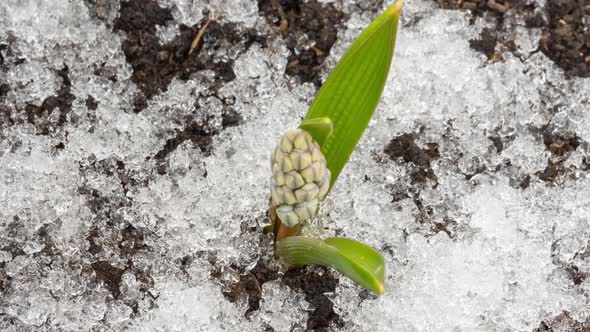 First Spring Flower and Melting Snow Timelapse