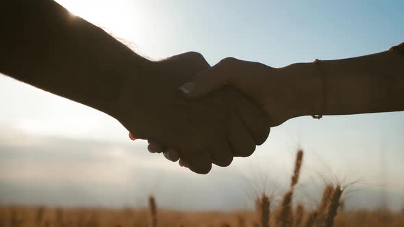 Farmers Handshake Over the Wheat Crop in Harvest Time. Partnership Concept