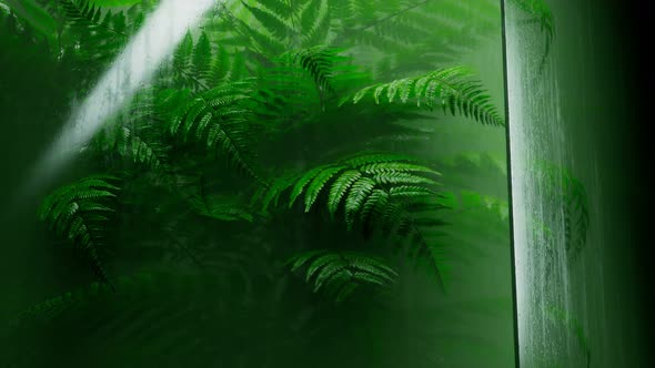 Beautiful fern behind the wet glass. Natural forest's plants in the greenhouse.