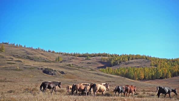 Horses Graze