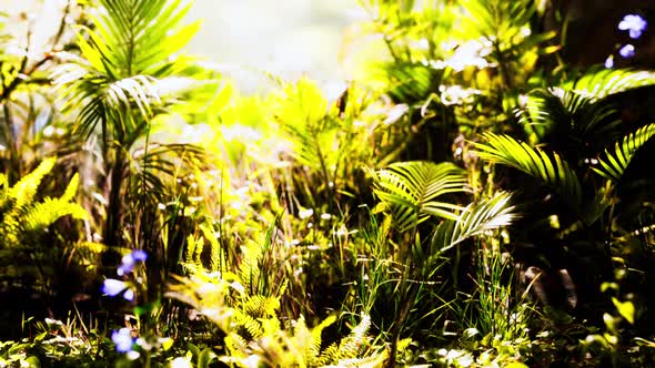 Close Up Jungle Grass and Plants