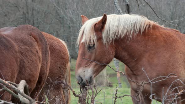 Pedigree horse with blond horsehair and brown fur looking around next to two more horses.