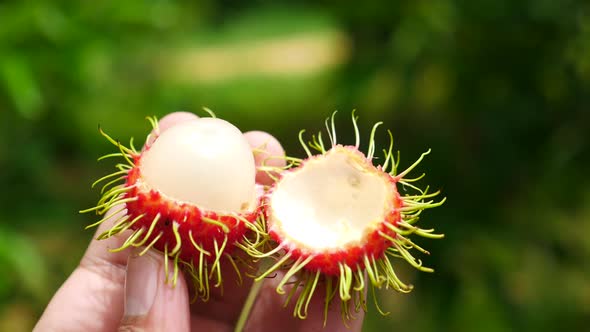 Fresh rambutan in hand.the exotic fruits