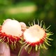 Fresh rambutan in hand.the exotic fruits - VideoHive Item for Sale