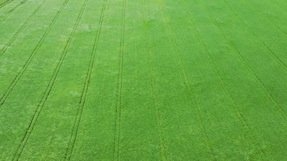 Aerial View Green Field And Wind