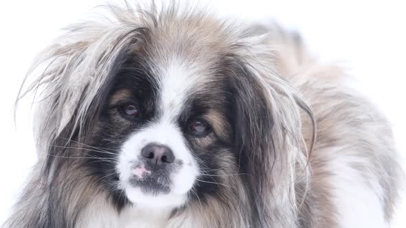 Portrait of a Sad Fluffy Pekingese Looking at the Camera