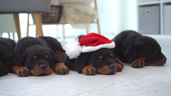 Family of Rottweiler Puppies at Home