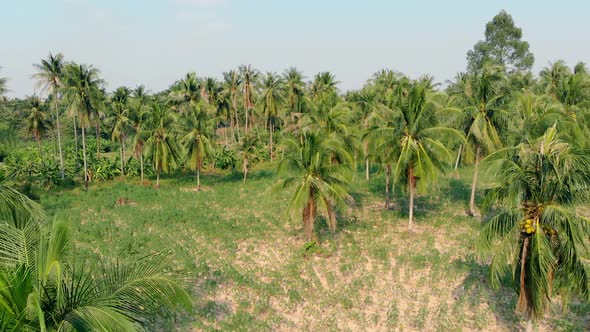 Camera Zooms in Huge Beautiful Palm Tree Forest with Leaves