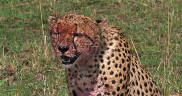 Cheetah, acinonyx jubatus, Adult with Bloody face, with a Kill, a Wildebest