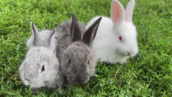 Three Young Cute Rabbits are Sitting on Green Grass