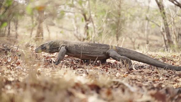 Komodo Dragon Walking Along Undergrowth