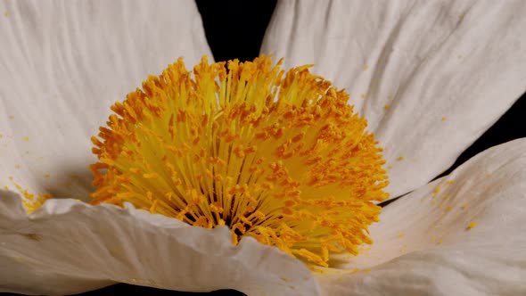 Macro shot of a Matilija Poppy over a black background