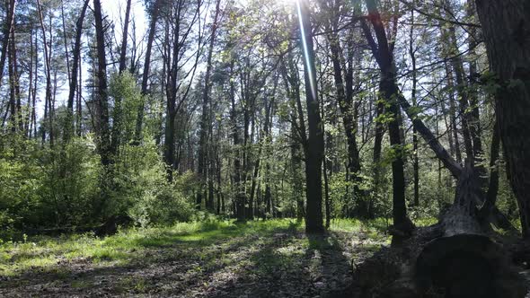 Green Forest During the Day Aerial View