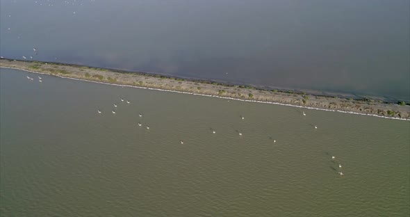 Aerial of Flamingos on the Artificial Salt Lakes of Vlore Albania