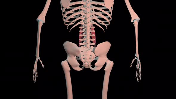 Psoas Minor Muscles Full Roration Loop