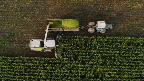 Aerial View Shot of Harvester Loading Off Corn on Trailers. Aerial Shot of Modern Harvester Loading