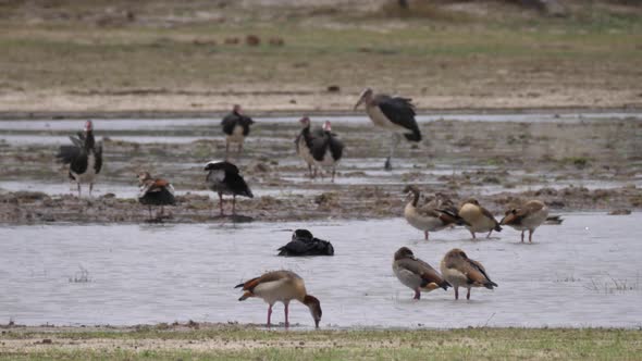 Egyptian goose, ducks and storks at Bwabwata National Park