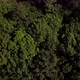 Aerial Top Down View Forest Woodland Aerial - VideoHive Item for Sale