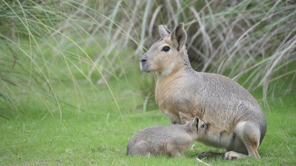 Baby patagonian mara drinks milk from its mother on green grass