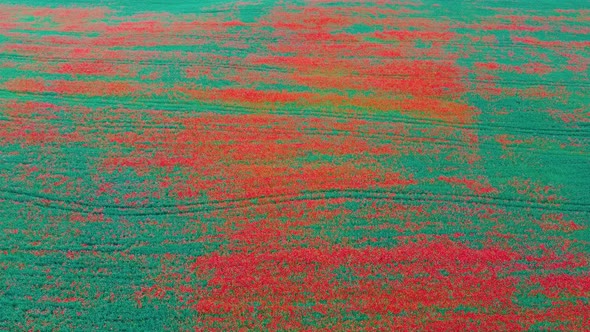 Field of Blossoming Red Poppies Summer Landscape Meadow. Aerial Dron Shoot. 