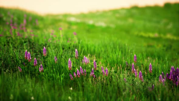Green Meadow Under Blue Sky alt
