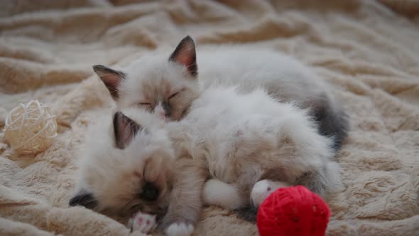 Two Little Kitten is Sleeping