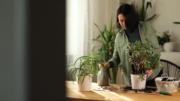 Woman watering Crassula plant at home after transplant plant into new pot