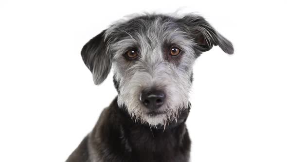 Terrier Dog Looks Around On White