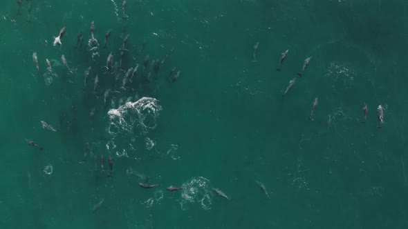 Aerial shot of a large pod of dolphins swimming and playing.