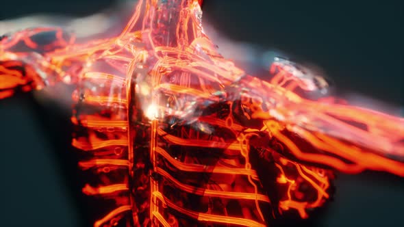 Analysis of Human Anatomy Scan Showing Blood Circulation alt
