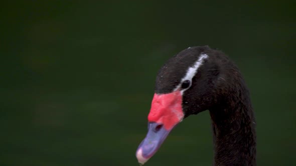 Extreme close up of a black-necked swan swimming peacefully on a lake. Slow motion.