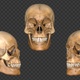 Skeleton Skull 3d - VideoHive Item for Sale