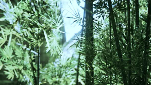 Bamboo Forest in Southern China