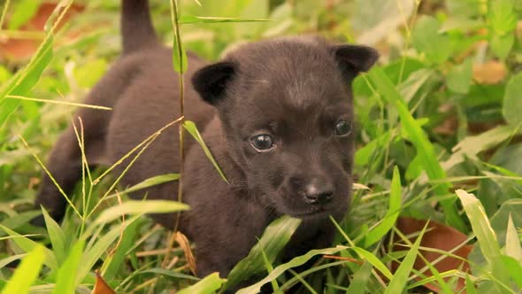 A tiny black puppy walking among the green grass