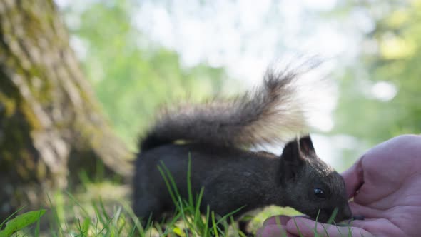 Man Feeds Squirrel with Fluffy Tail in Sunny City Park