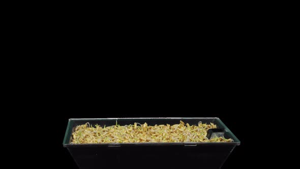 Time-lapse of germinating microgreens oat seeds with ALPHA channel