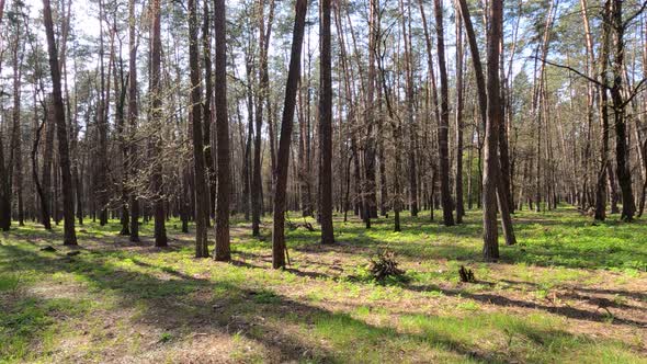 Forest with Pine Trees During the Day POV