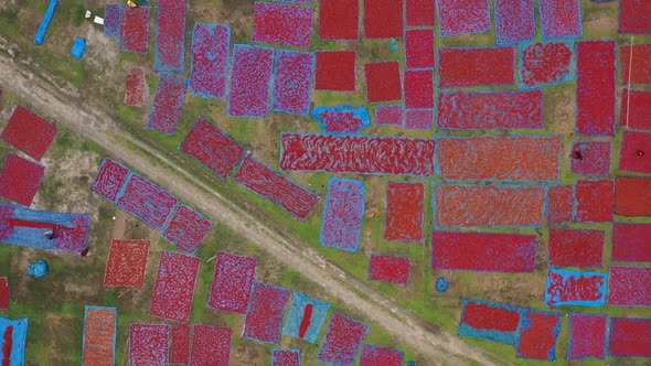 Aerial view of red chili field, Dhaka, Bangladesh.