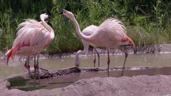 Flamingos standing in pond biting at each other