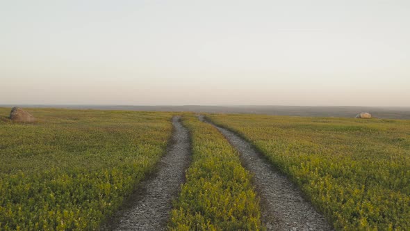 Tire tracks lead through lush vegetation toward horizon spectacular symmetry