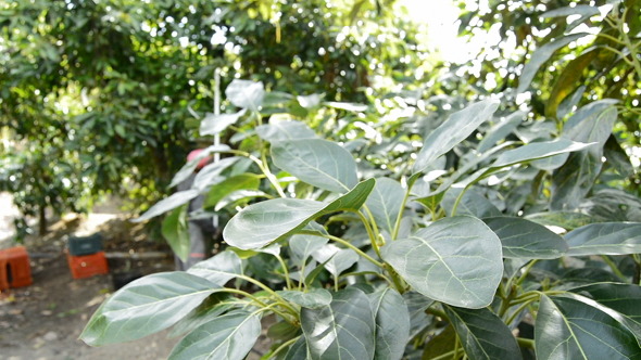 Avocados Tree Leaf