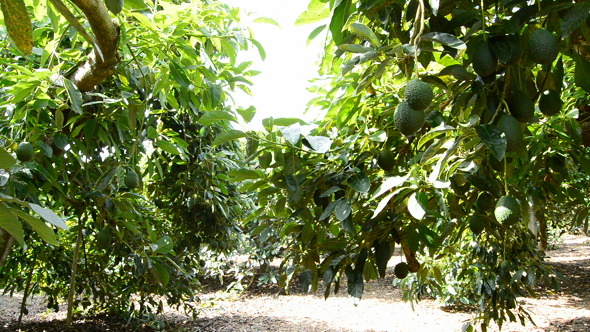 Avocados Tree in Field