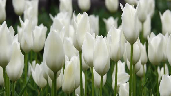 Blooming White Tulips Flowerbed in Flower Garden. Close Up