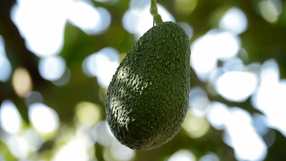 Avocado Hass Hanging in Branch of Tree