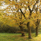 Autumn Trees - VideoHive Item for Sale