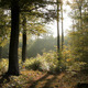 In The Forest - VideoHive Item for Sale