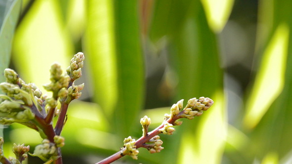 Avocado Tree Bud