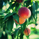 Peaches on Tree - VideoHive Item for Sale