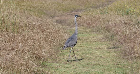 Great Blue Heron Walking in Big Sur